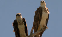 Low Isles features spectacular birdlife